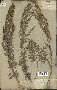 spécimen de Artemisia absinthium