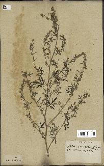 spécimen de Artemisia absinthium