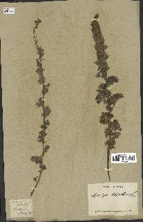 spécimen de Artemisia absinthium