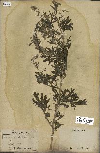 spécimen de Artemisia absinthium