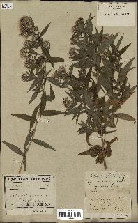 spécimen de Aster novi-belgii