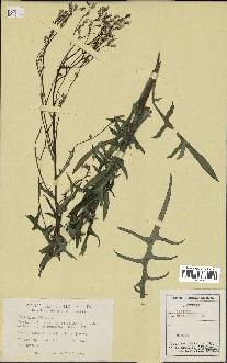 spécimen de Lactuca canadensis