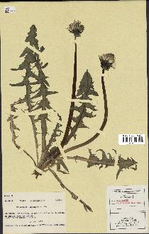 spécimen de Taraxacum laciniosum