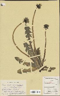 spécimen de Taraxacum ingens
