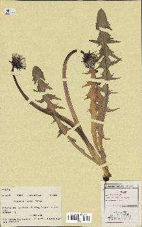 spécimen de Taraxacum ingens