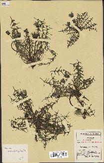 spécimen de Taraxacum lacistophyllum