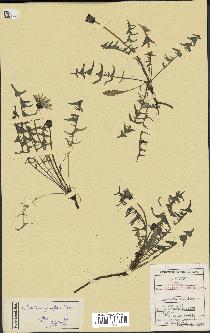 spécimen de Taraxacum lacistophyllum