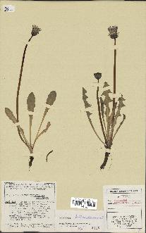 spécimen de Taraxacum hollandicum