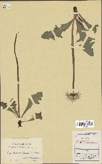 spécimen de Taraxacum hjeltii