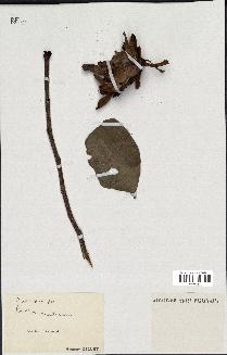 spécimen de Protea madiensis