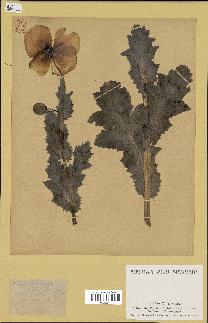 spécimen de Papaver somniferum