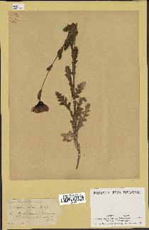 spécimen de Papaver somniferum