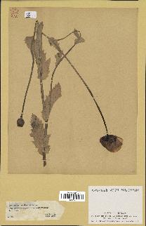 spécimen de Papaver somniferum