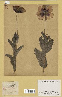 spécimen de Papaver somniferum
