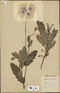 spécimen de Papaver somniferum
