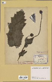spécimen de Papaver somniferum