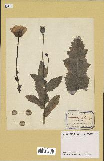 spécimen de Papaver somniferum