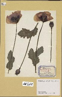 spécimen de Papaver somniferum