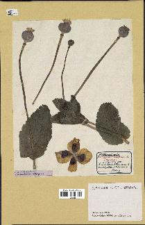 spécimen de Papaver somniferum