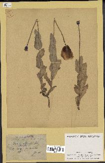 spécimen de Papaver somniferum