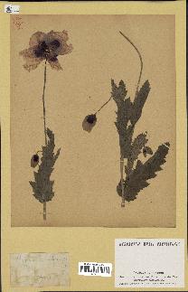 spécimen de Papaver somniferum