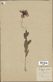 spécimen de Papaver somniferum