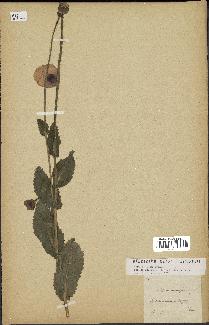 spécimen de Papaver somniferum