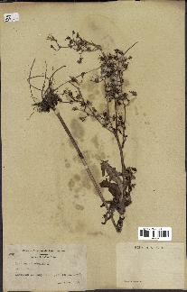 spécimen de Lactuca canadensis