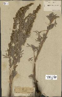 spécimen de Artemisia arborescens