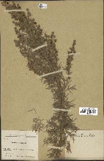 spécimen de Artemisia arborescens