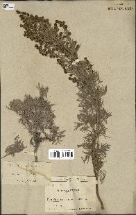 spécimen de Artemisia arborescens