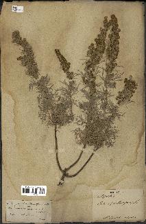 spécimen de Artemisia arborescens