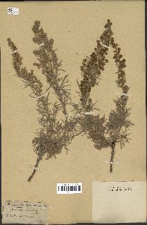 spécimen de Artemisia arborescens