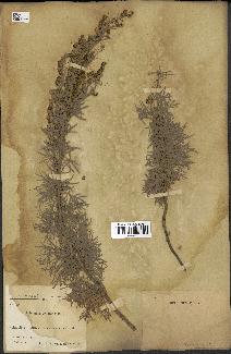 spécimen de Artemisia arborescens