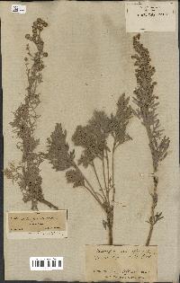 spécimen de Artemisia arborescens