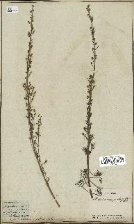 spécimen de Artemisia alba