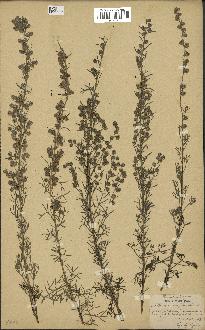 spécimen de Artemisia alba