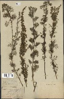 spécimen de Artemisia alba