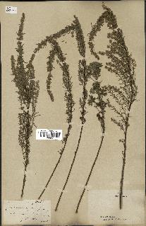 spécimen de Artemisia alba