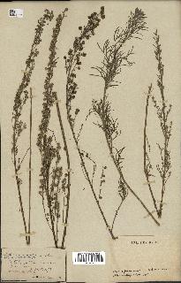 spécimen de Artemisia alba