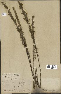 spécimen de Artemisia alba