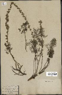 spécimen de Artemisia alba