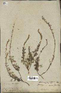 spécimen de Artemisia alba