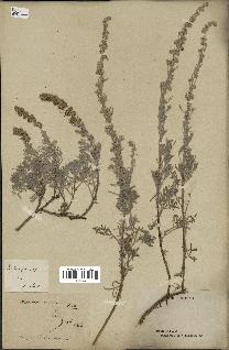 spécimen de Artemisia alba