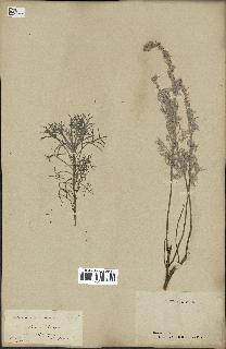 spécimen de Artemisia alba