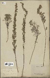 spécimen de Artemisia alba