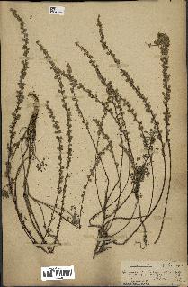 spécimen de Artemisia alba