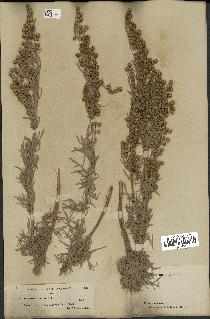 spécimen de Artemisia arborescens