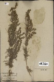 spécimen de Artemisia arborescens