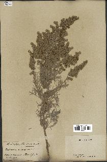 spécimen de Artemisia arborescens